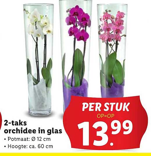 2-taks orchidee in glas