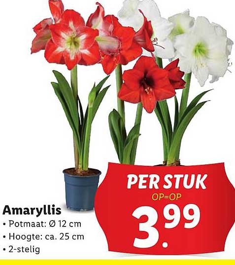 Amaryllis