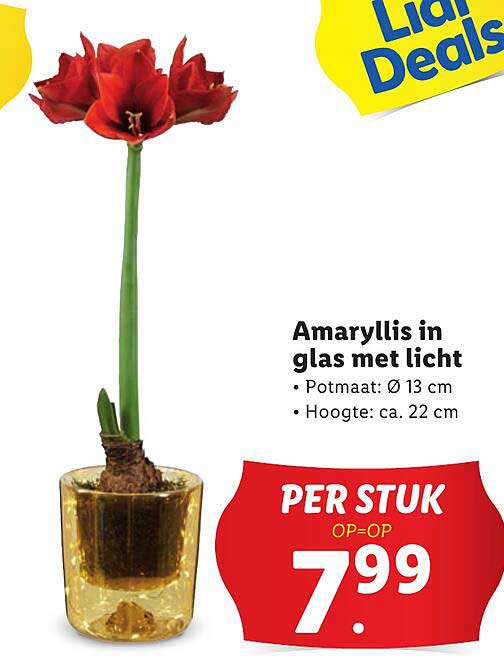 Amaryllis in glas met licht