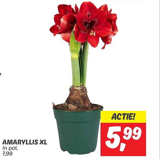 AMARYLLIS XL