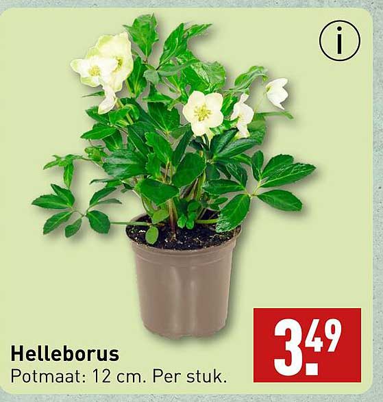 Helleborus