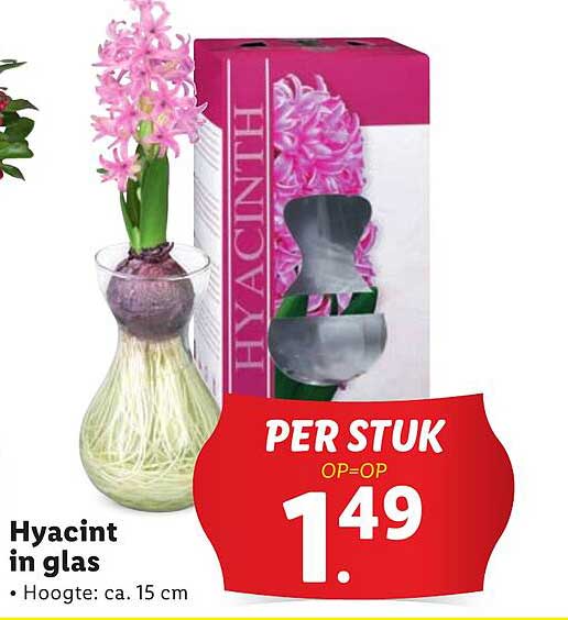 Hyacint in glas