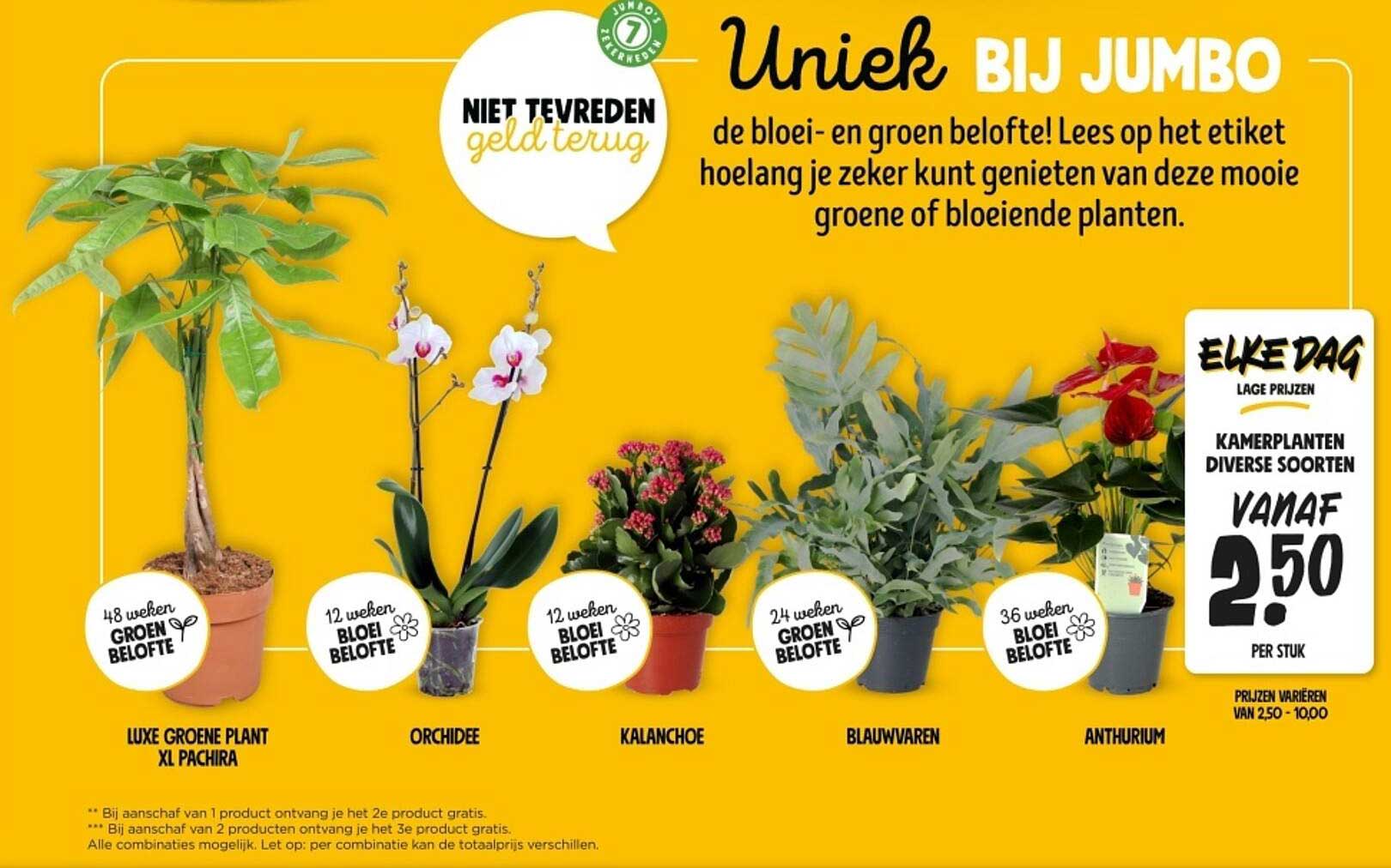 KAMERPLANTEN DIVERSE SOORTEN VANAF 2,50 PER STUK