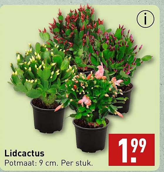 Lidcactus