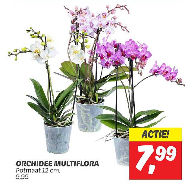 ORCHIDEE MULTIFLORA