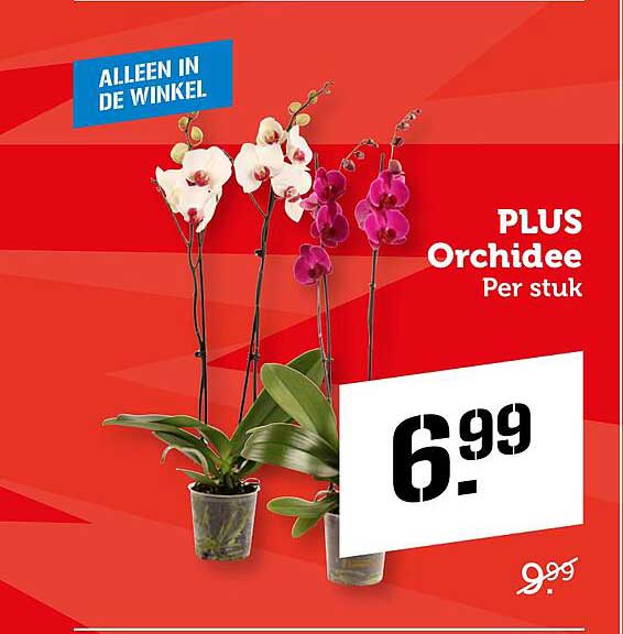 PLUS Orchidee