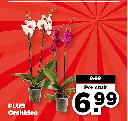 PLUS Orchidee