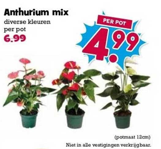 Anthurium mix