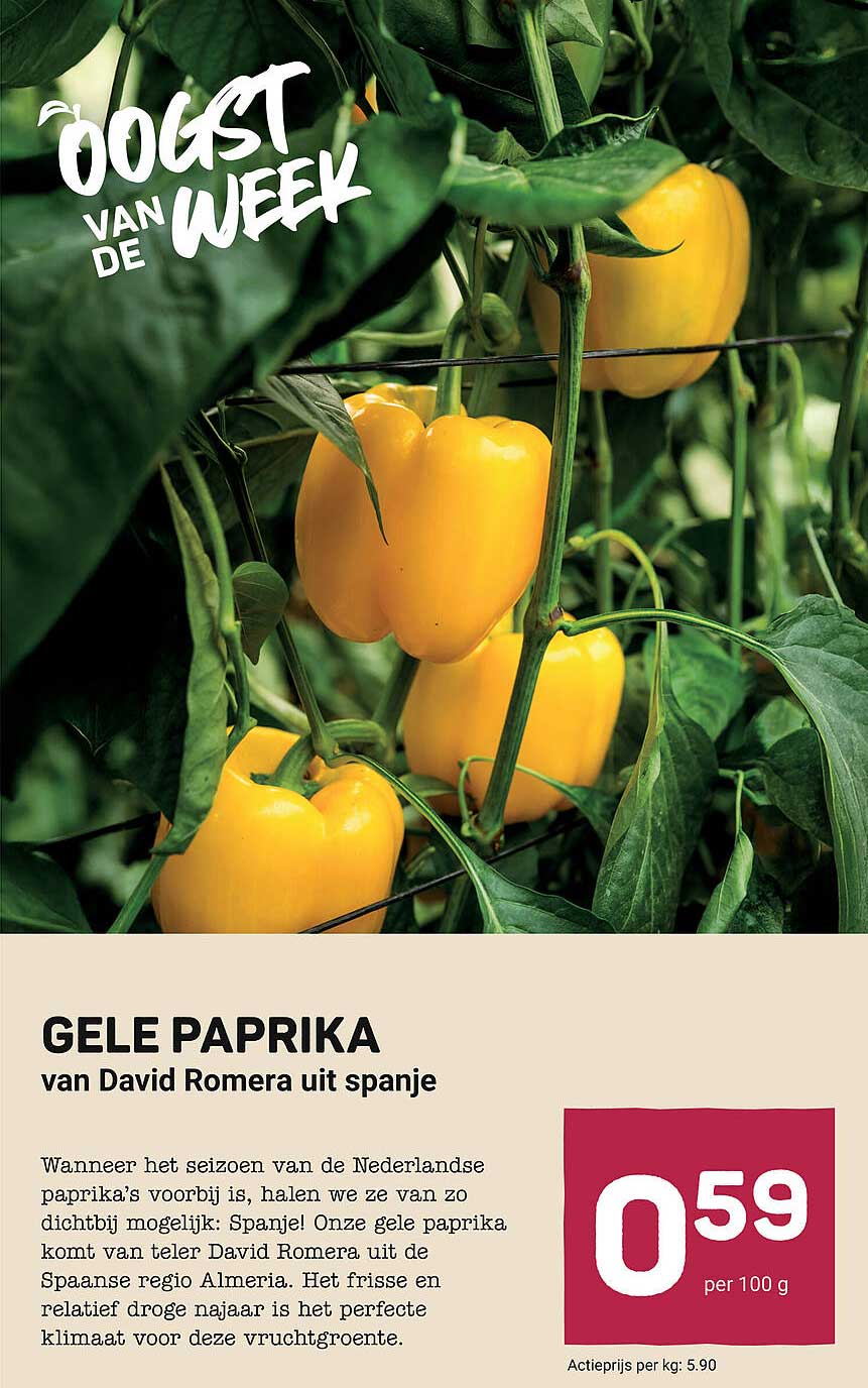 GELE PAPRIKA van David Romera uit spanje