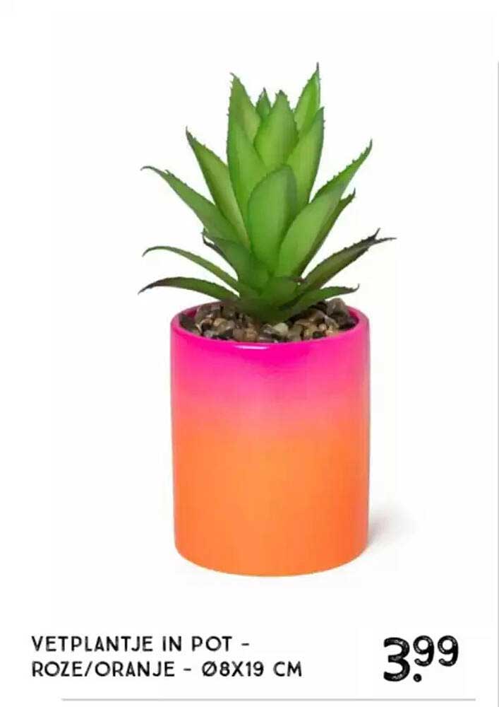 VETPLANTJE IN POT - ROZE/ORANJE