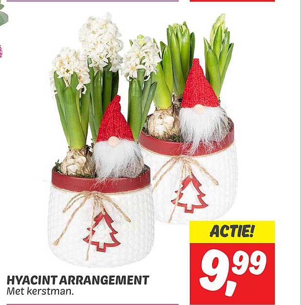 HYACINT ARRANGEMENT