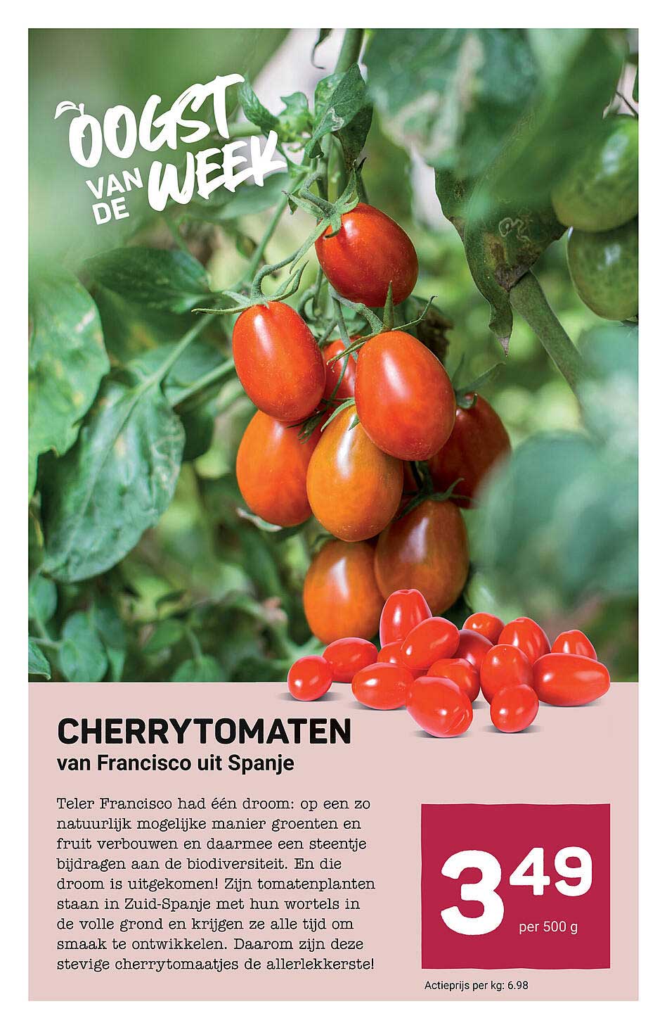 CHERRY TOMATEN van Francisco uit Spanje