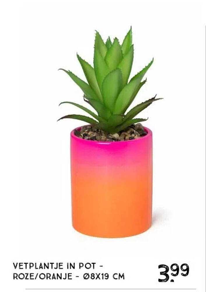 VETPLANTJE IN POT - ROZE/ORANJE