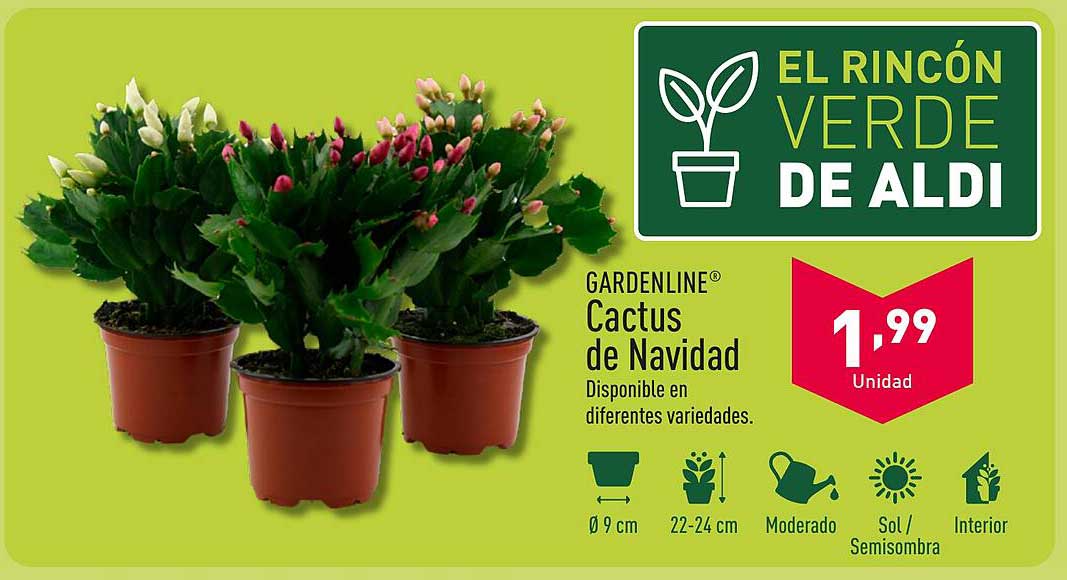 GARDENLINE® Cactus de Navidad