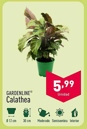 GARDENLINE® Calathea