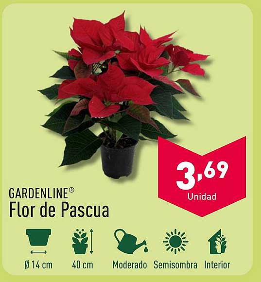 GARDENLINE® Flor de Pascua