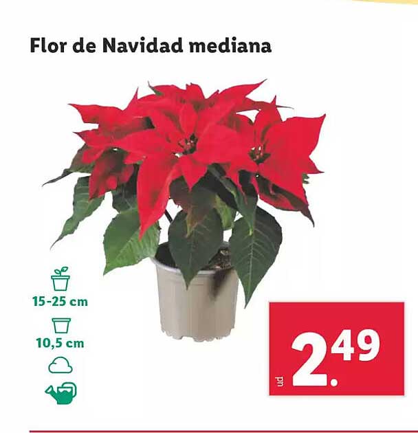 Flor de Navidad mediana