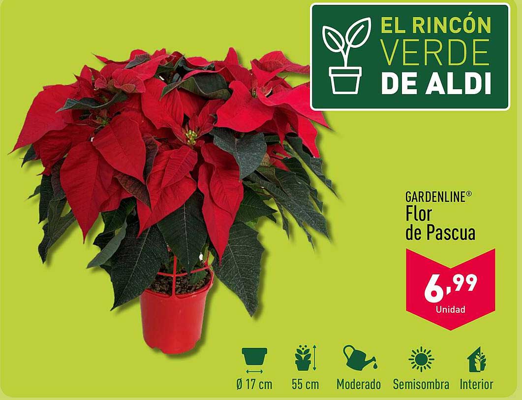 GARDENLINE® Flor de Pascua