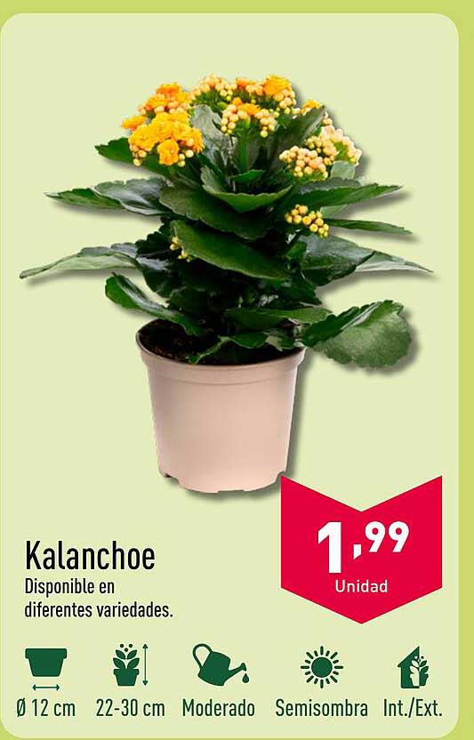 Kalanchoe