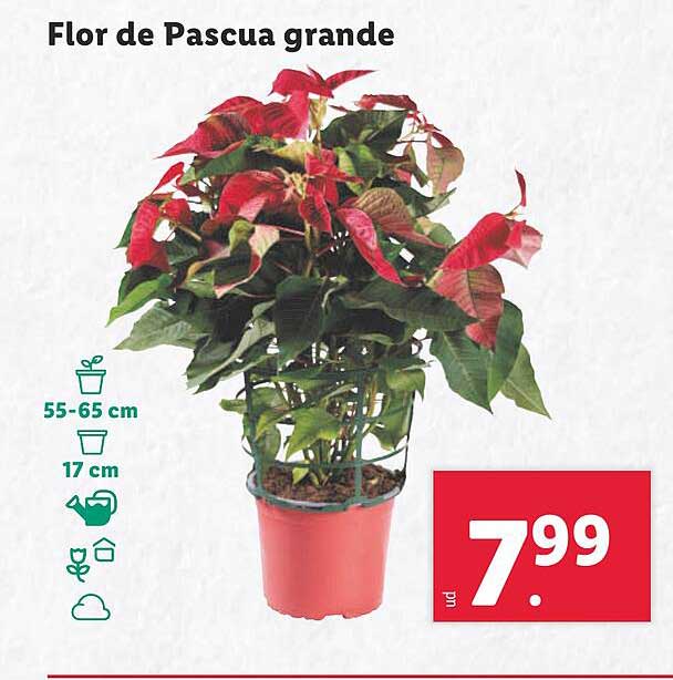 Flor de Pascua grande