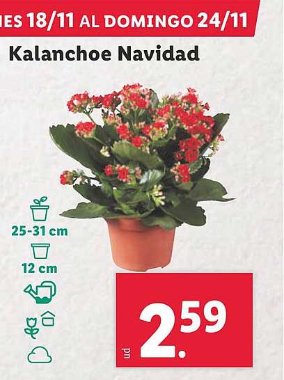 Kalanchoe Navidad