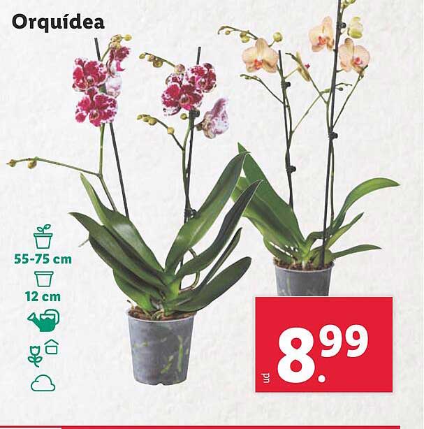 Orquídea