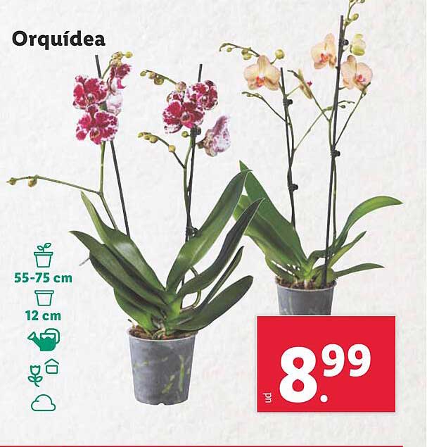 Orquídea