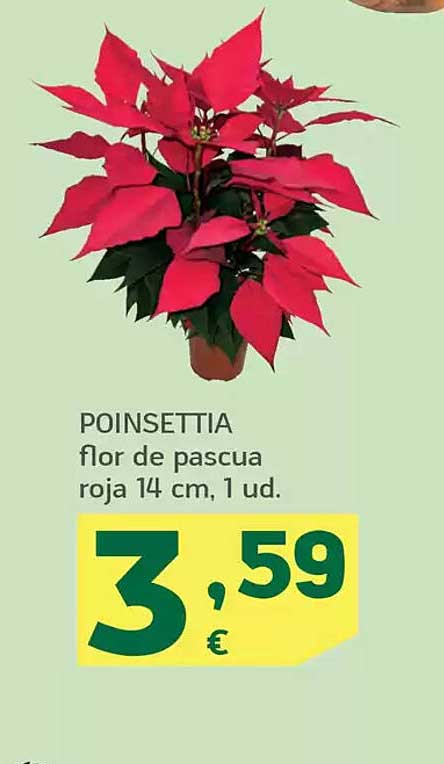 POINSETTIA