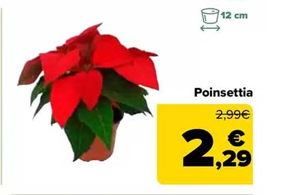 Poinsettia