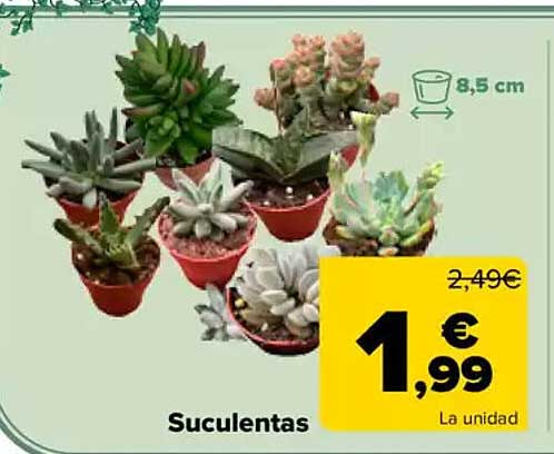 Suculentas