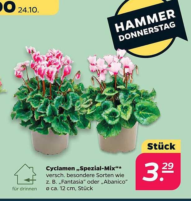 Cyclamen „Spezial-Mix“