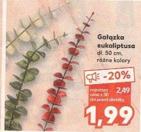 Gałązka eukaliptusa