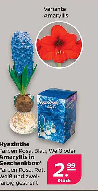 Hyazinthe Farben Rosa, Blau, Weiß oder Amaryllis in Geschenkkbox*