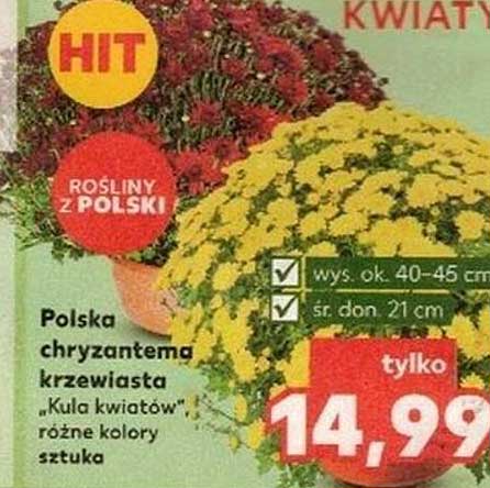 Polska chryzantema krzewiasta „Kula kwiatów” różne kolory sztuka