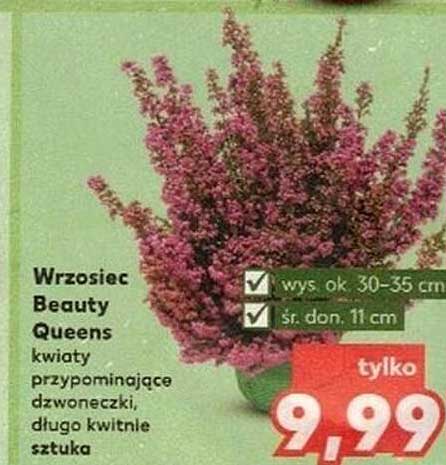 Wrzosiec Beauty Queens