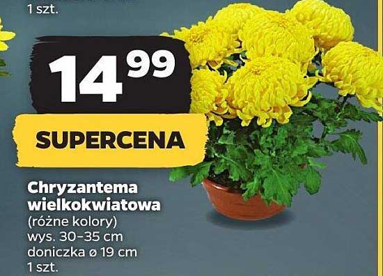 Chryzantema wielkokwiatowa