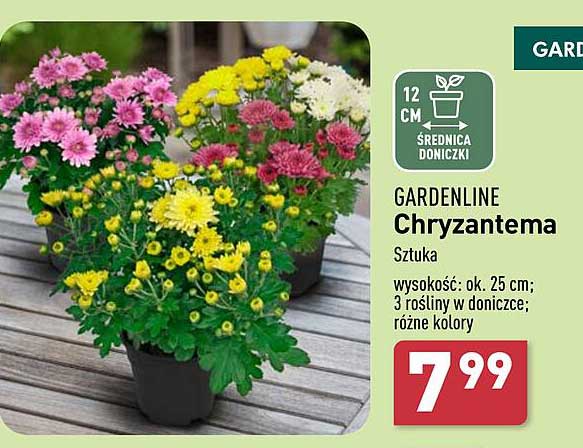 GARDENLINE Chryzantema