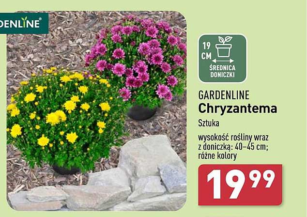 GARDENLINE Chryzantema