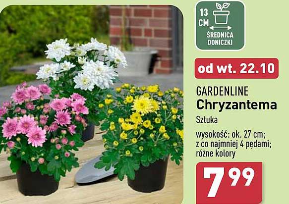 GARDENLINE Chryzantema