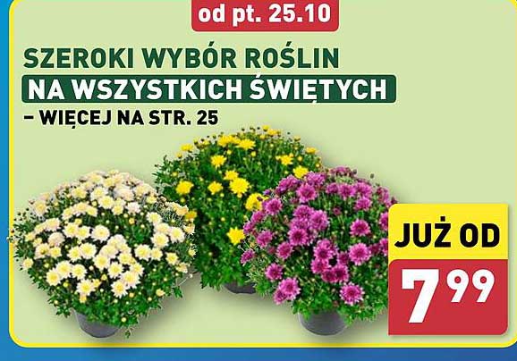 SZEROKI WYBÓR ROŚLIN NA WSZYSTKICH ŚWIĘTYCH