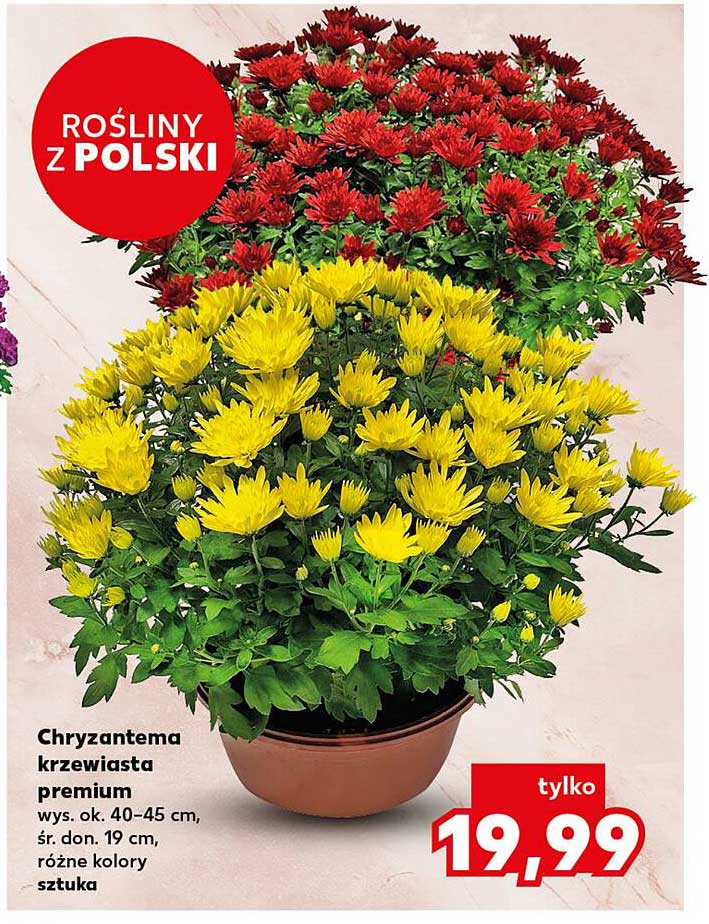 Chryzantema krzewiasta premium