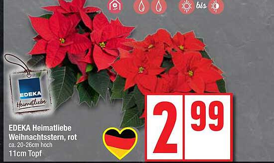 EDEKA Heimatliebe Weihnachtsstern, rot