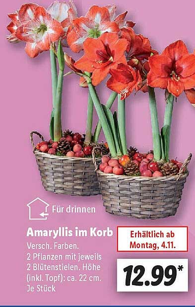 Amaryllis im Korb