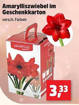 Amarylliszwiebel im Geschenkkarton