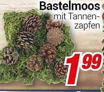 Bastelmoos mit Tannenzapfen