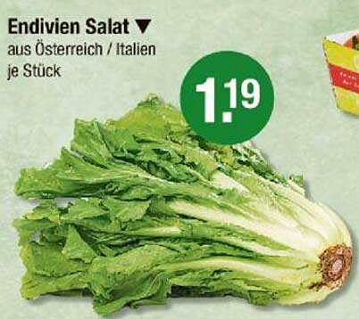 Endivien Salat