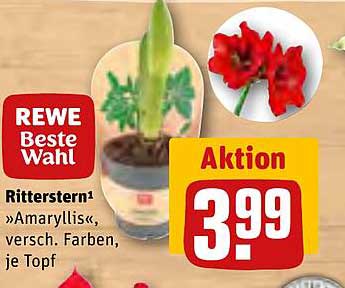 Ritterstern »Amaryllis«, versch. Farben, je Topf