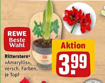 Ritterstern »Amaryllis«, versch. Farben, je Topf