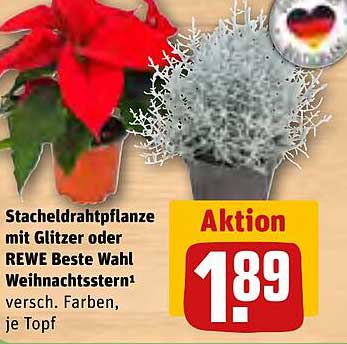 Stacheldrahtpflanze mit Glitzer oder REWE Beste Wahl Weihnachtsstern