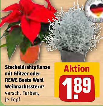 Stacheldrahtpflanze mit Glitzer oder REWE Beste Wahl Weihnachtsstern